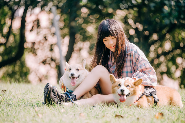 1090322DOG4-013