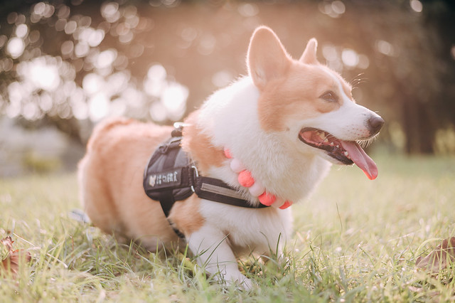 1090322DOG4-011
