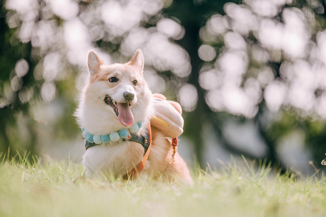 1090322DOG4-006