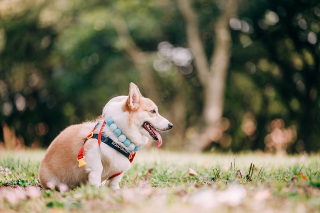 1090322DOG4-001