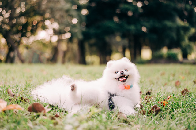 1090322DOG5-012