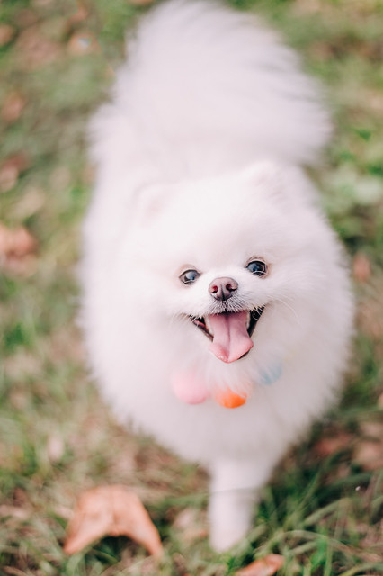 1090322DOG5-011