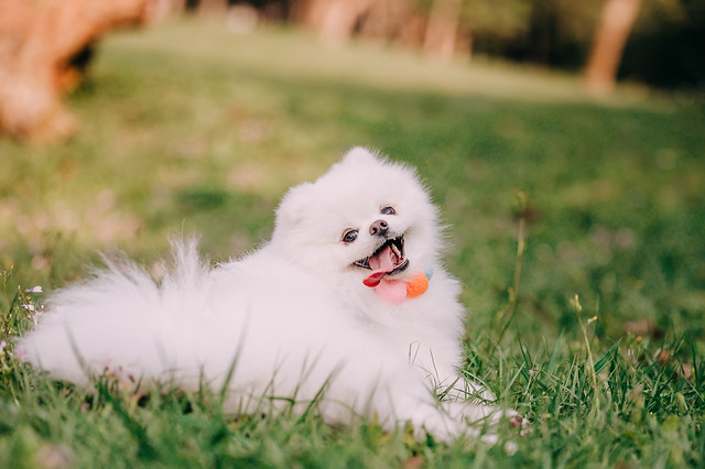 1090322DOG5-008