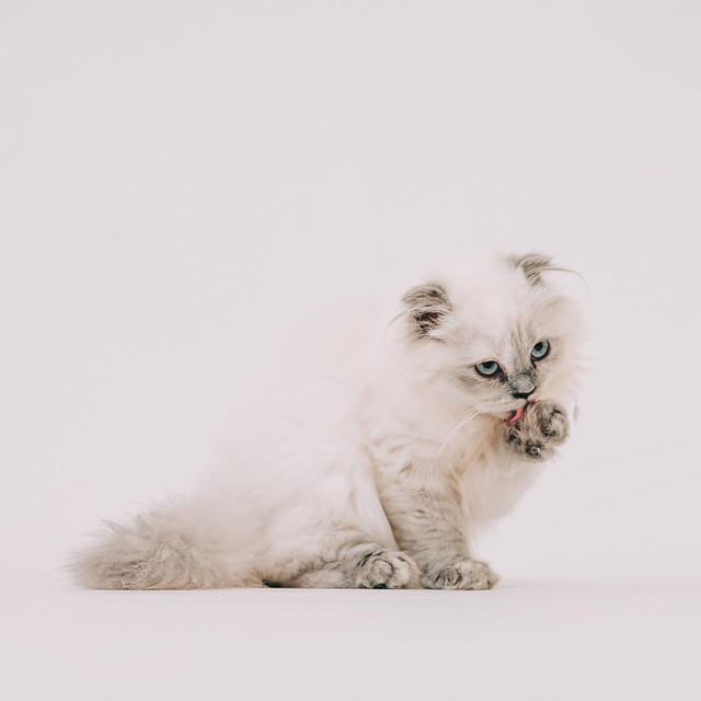 1090322CAT6-000