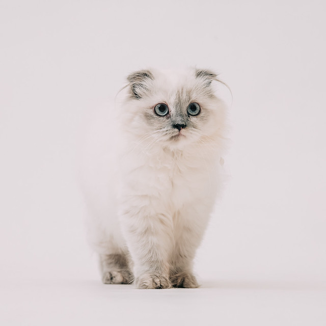 1090322CAT6-001