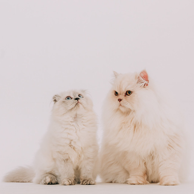 1090322cat7 (12)